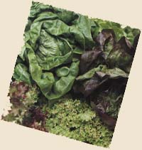 organic lettuce